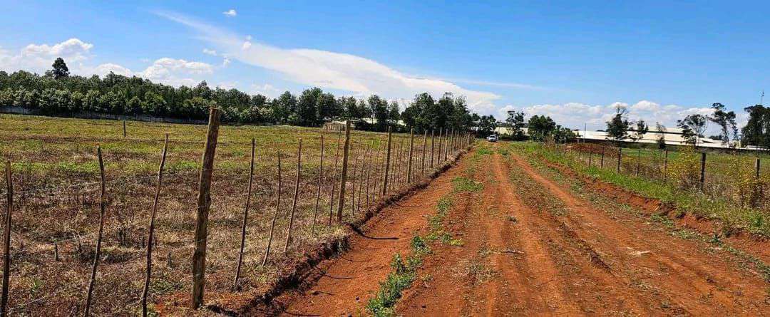Fenced plots along the graded access road at Marura, Eldoret